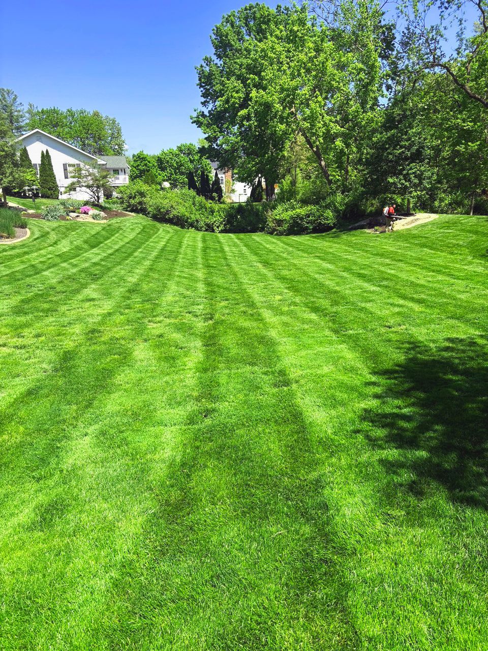 Lush green lawn with parallel mowing stripes, trees, and a house under a clear, blue sky.