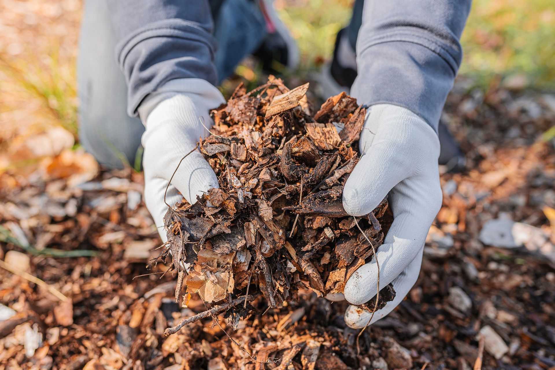 Hands in gloves holding a handful of brown mulch outdoors.