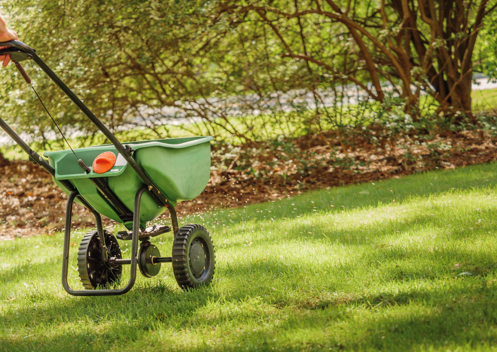 Person spreading granular fertilizer on lawn with a green spreader.