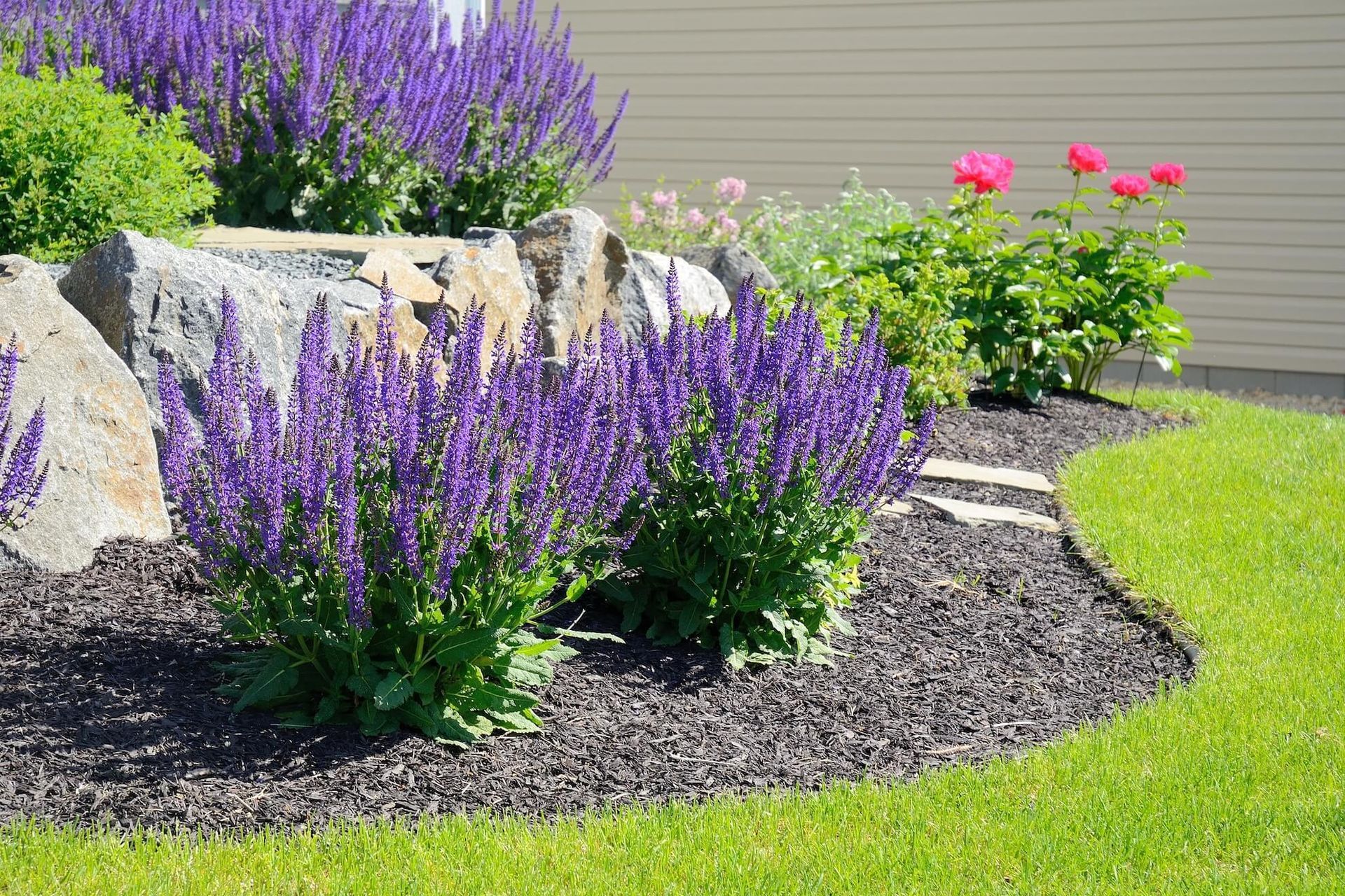 Purple salvia flowers and green bushes in a rock-lined garden bed with black mulch, edged by green grass.