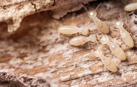Termites on Wood — Extreme Termite Control — Mt Laurel, NJ
