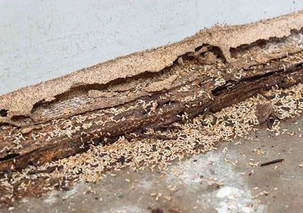 Exterminator Service — Termites Feasting on Wood in Mount Laurel, NJ