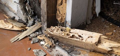 Bug Control — Termite Infested Wood in Mount Laurel, NJ