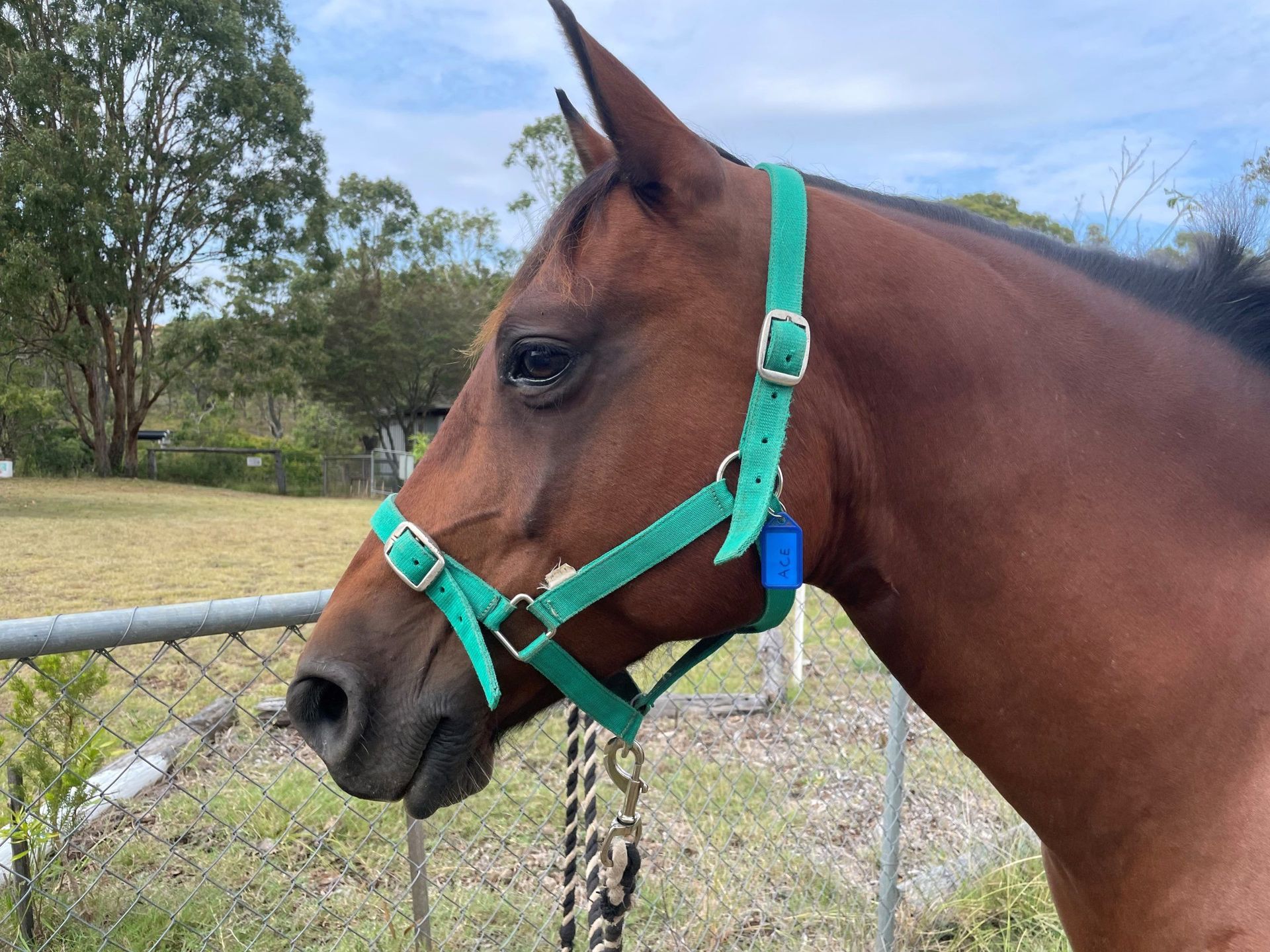 Brown horse wearing a green halter, looking to the side in a grassy outdoor setting.