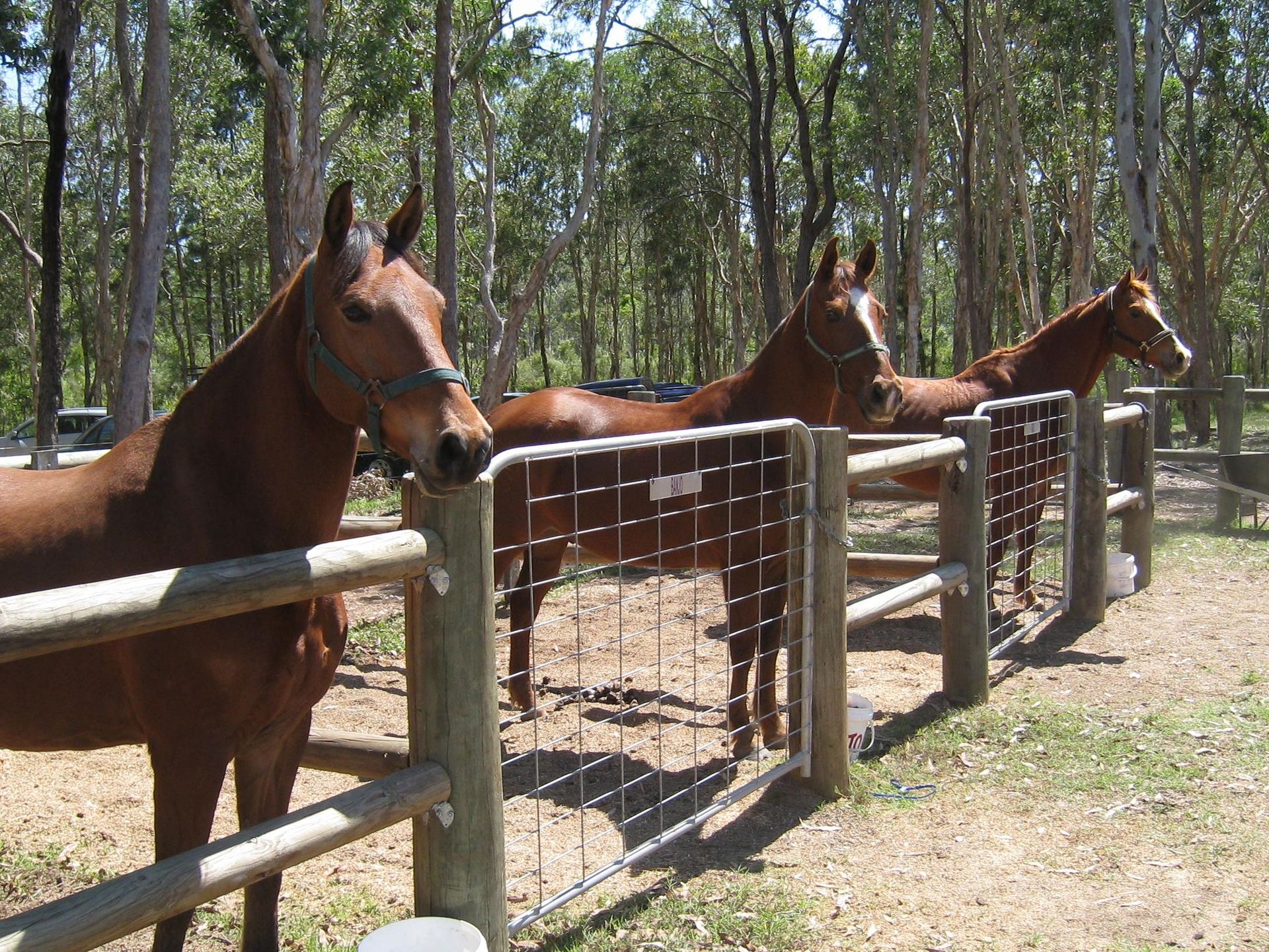 Three brown horses behind a wooden fence, looking towards the viewer in a sunny wooded area.