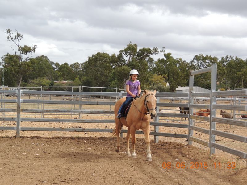 Person riding a palomino horse in a fenced arena. The rider wears a helmet and a purple shirt.