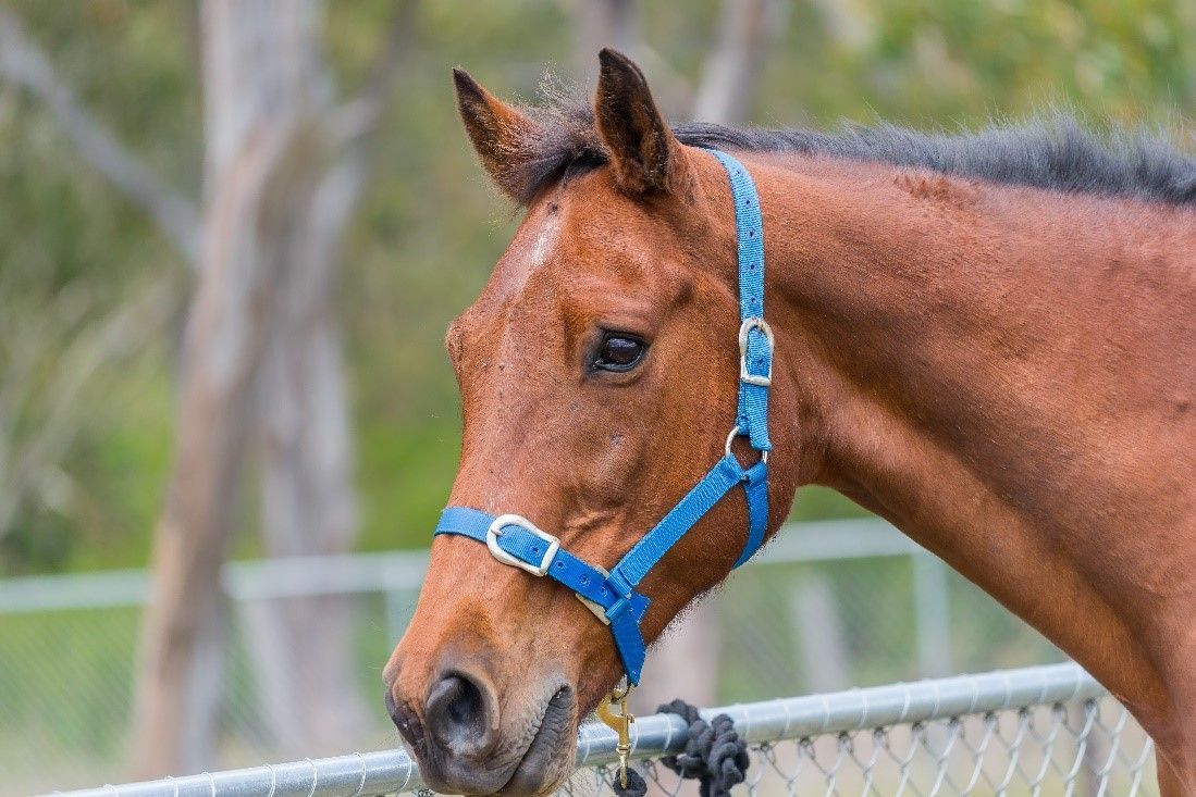 Brown horse wearing a blue halter, in a fenced outdoor area.