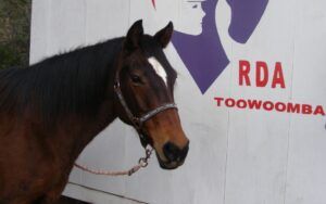Dark brown horse with a white blaze, standing next to an RDA Toowoomba sign.