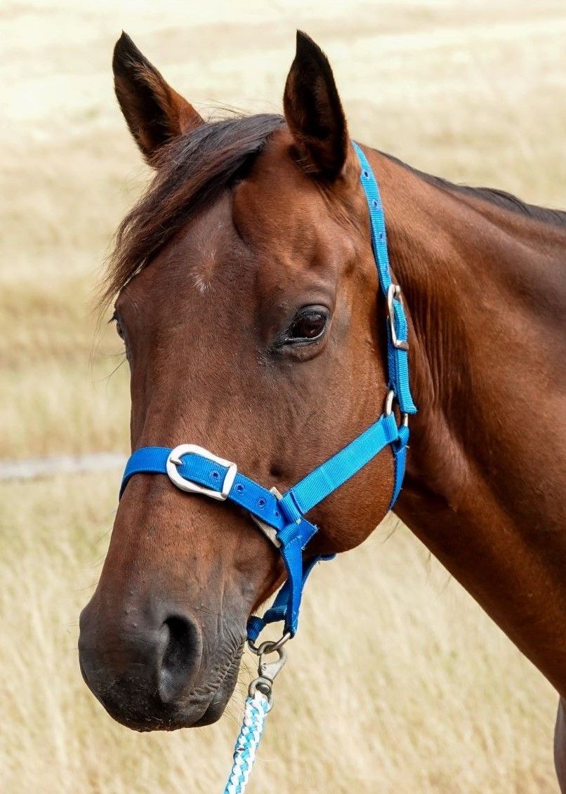 Bay horse wearing a blue halter, looking towards the viewer in a field.