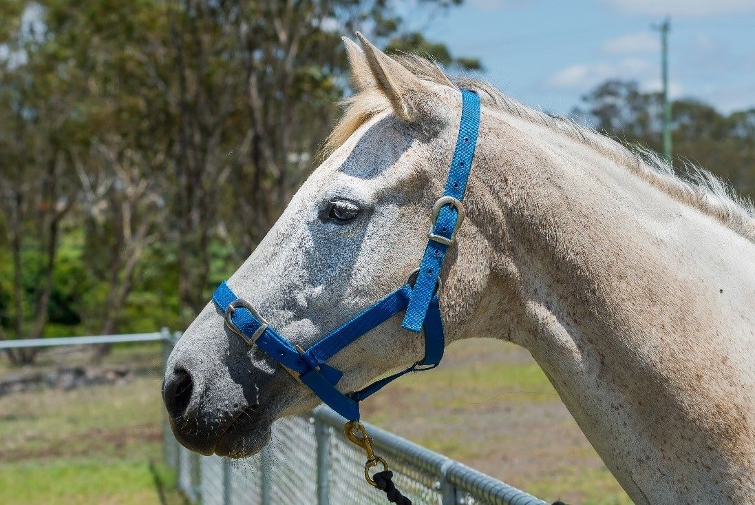 Gray horse wearing a blue halter, standing outside near a fence.
