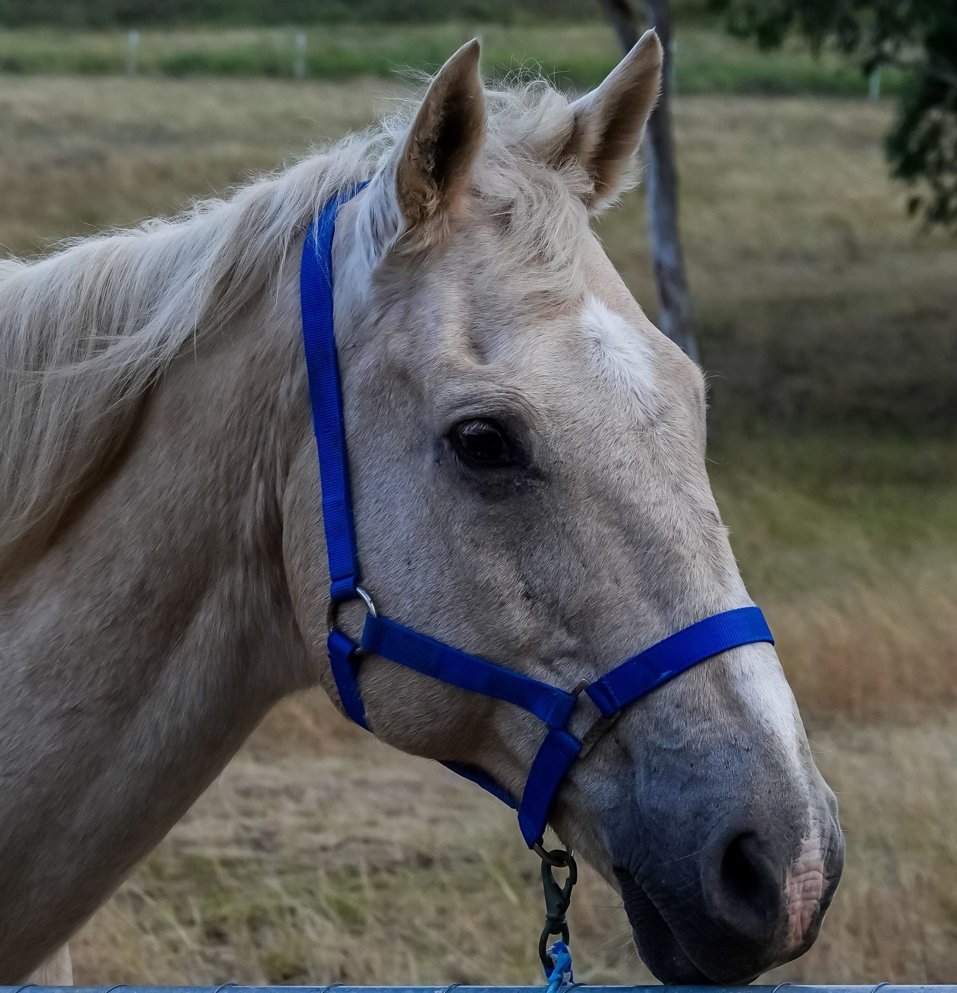 Palomino horse wearing a blue halter, looking slightly to the side. Outdoors with grass and trees.