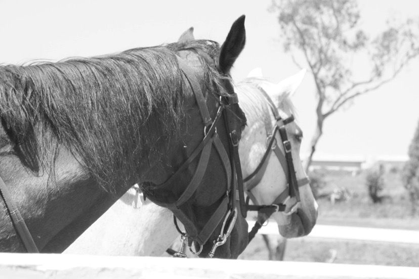 Two horses wearing bridles stand behind a fence. One is dark, the other light.