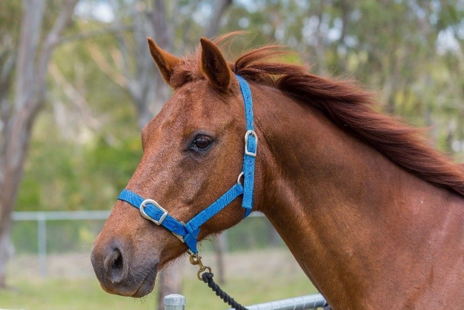 Brown horse wearing a blue halter, looking to the left. Outdoors, blurred background.