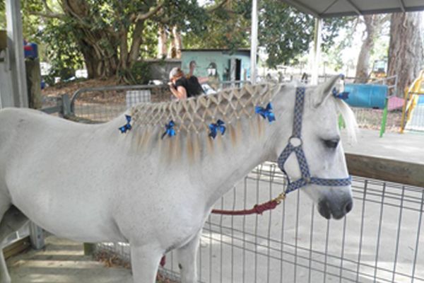 White pony with braided mane adorned with blue bows, wearing a halter, standing in a pen.