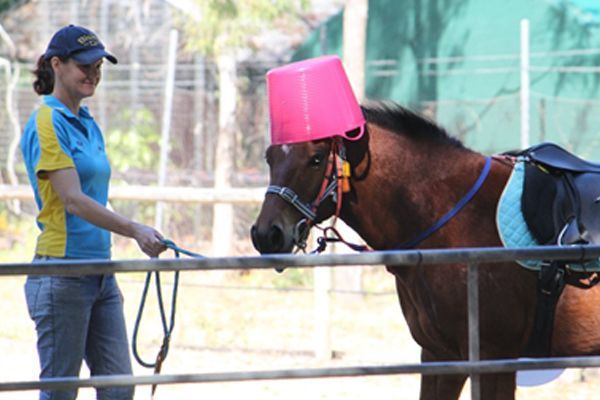 Woman with blue and yellow shirt leads horse wearing saddle with pink bucket on its head.