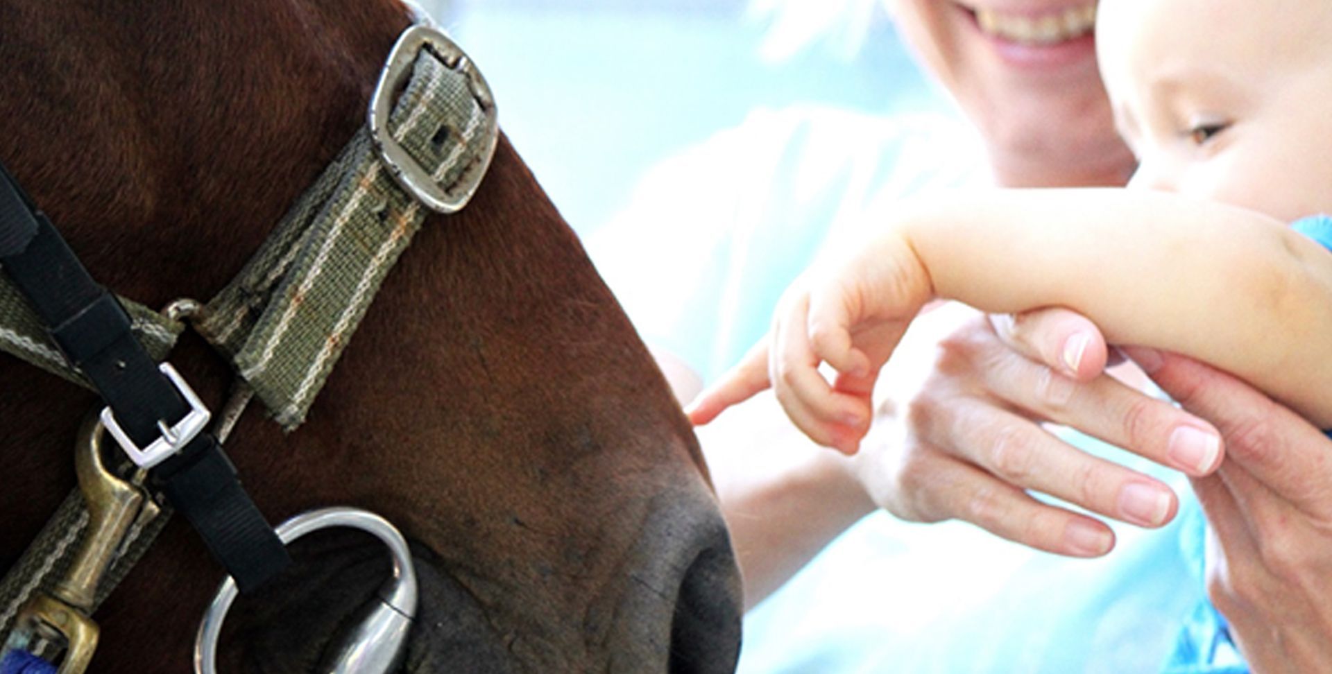 Brown horse with a bridle. A child's hand touches the horse's nose, guided by an adult.