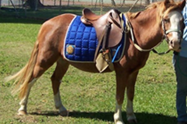 Brown pony wearing a blue saddle pad and bridle, standing on grass. A person stands nearby.