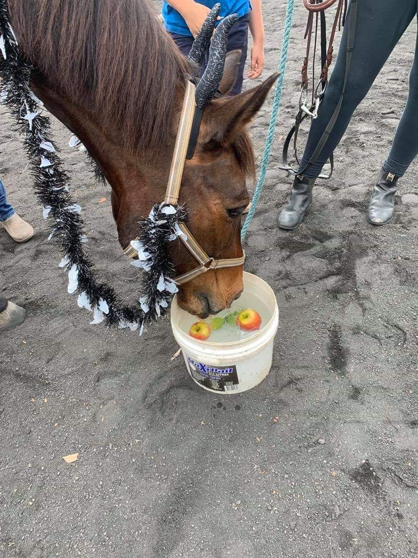 Horse with a garland around its neck, reaching into a bucket of water with apples in it, to eat.