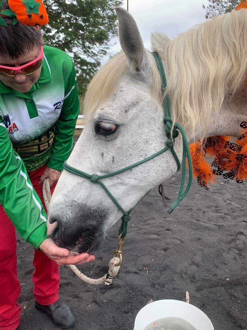 Person in green and red feeds a gray horse. Both are outdoors.