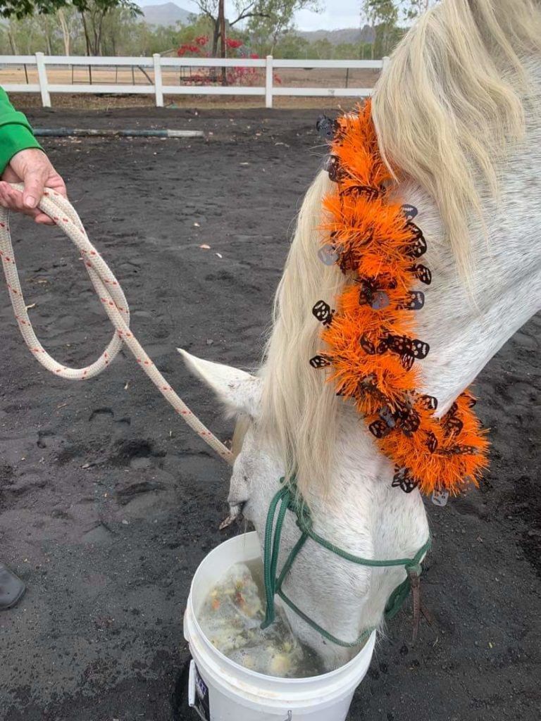White horse with orange and black garland eating from a white bucket. A person holds the rope.