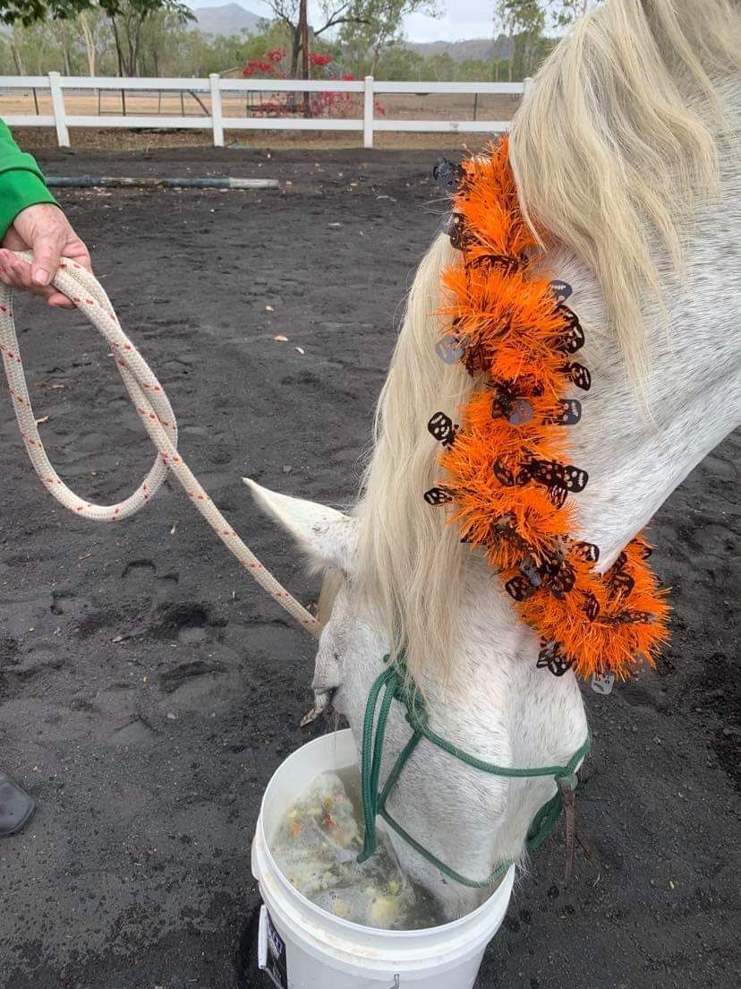 White horse eating from bucket, wearing orange garland. A person holds the lead rope.
