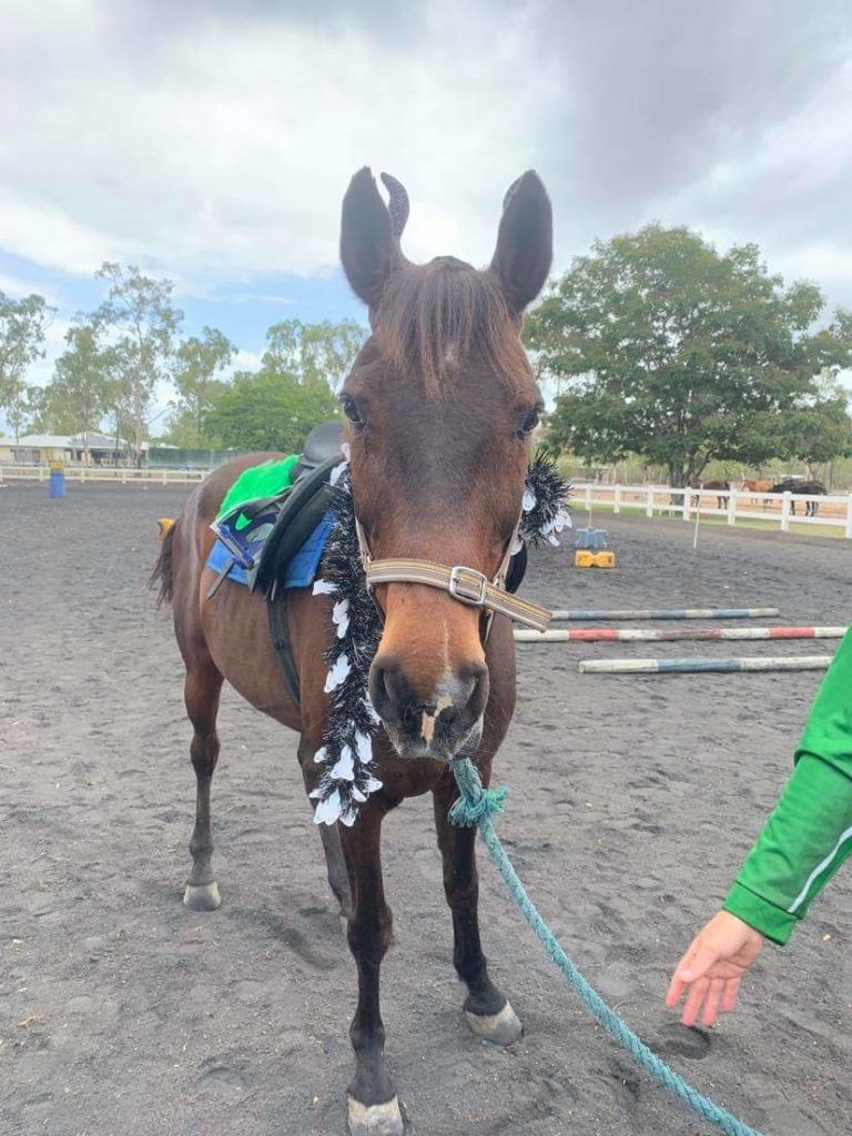 Brown horse with black and white decorations, standing in an outdoor arena, being held by a person.