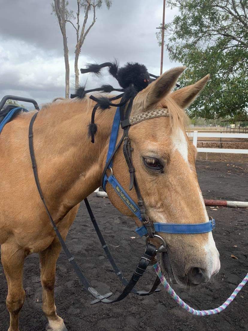 Tan horse wearing blue bridle and tack, black forelock in a paddock.