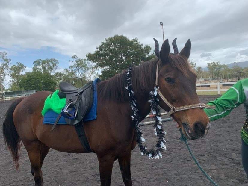 A brown horse with a saddle and decorations, standing outdoors with a person holding a lead.