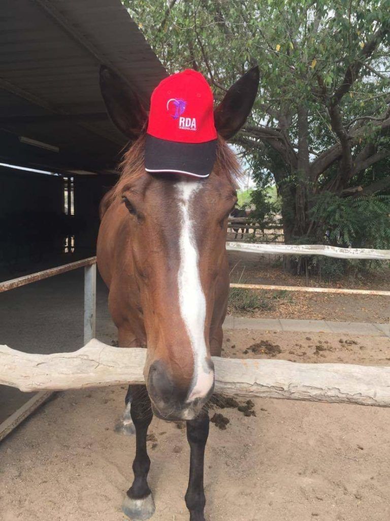 Horse wearing a red baseball cap, standing near a fence in an outdoor setting.