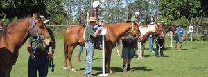 Horses and people in a grassy field. Riders on horses, one is being assisted.
