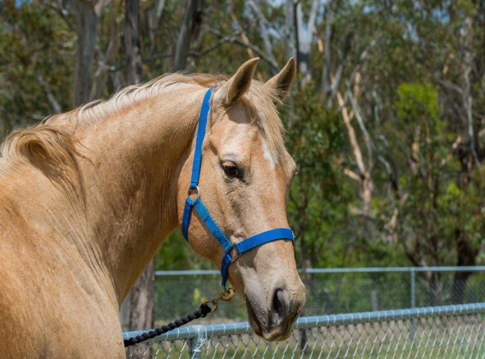 Pale-colored horse wearing a blue halter, looking slightly down. Outdoors, near a fence and trees.
