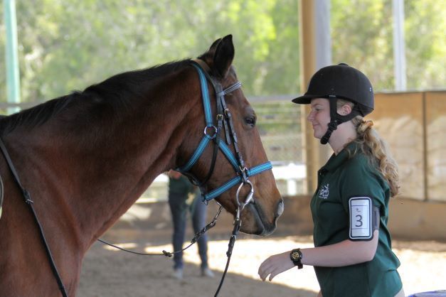 Teenage equestrian in riding helmet with brown horse, inside a riding arena.