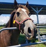 Brown horse with a white blaze, wearing a red halter, peeking over a metal fence, sunny outdoor setting.