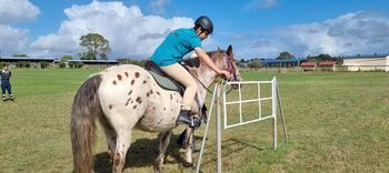 A person on a spotted horse, approaching a small jump on a grassy field, under a blue sky.
