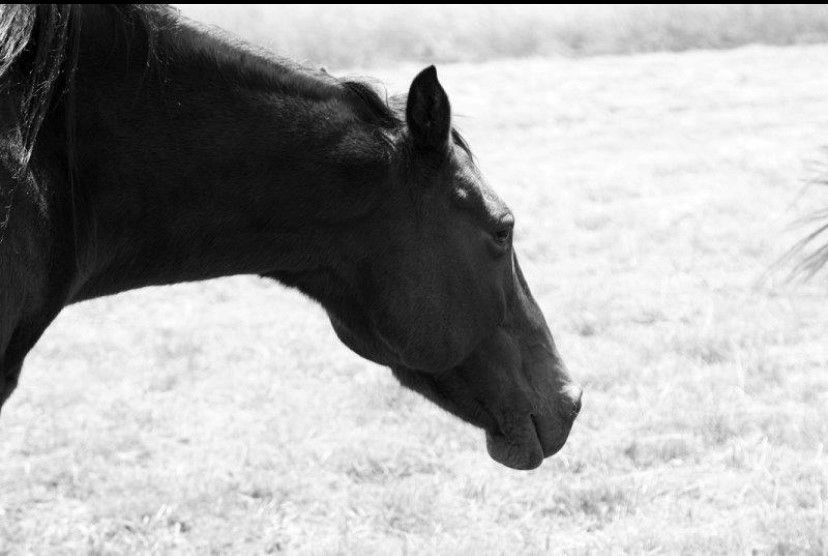 Black horse head and neck, side profile, in a field, black and white photo.