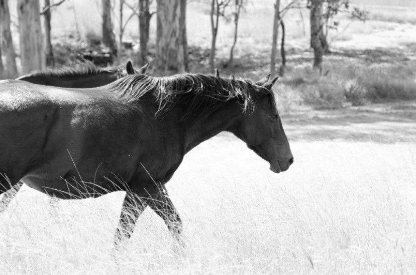 A dark horse walks through tall grass, trees in the background, in black and white.