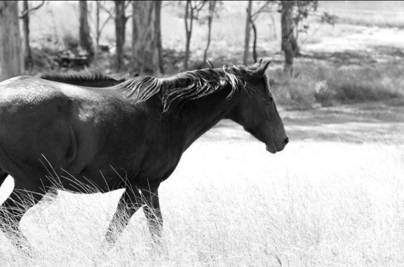 Horse walking through tall grass in a field, trees in the background, black and white.