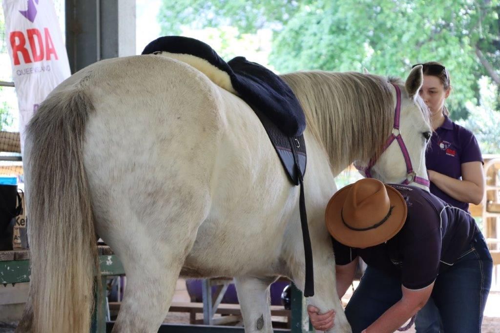 White pony being prepped for riding, two people assisting.
