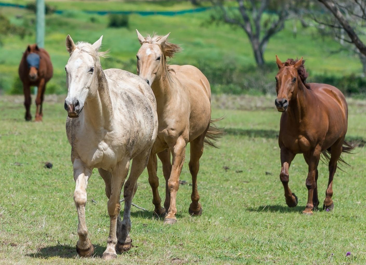 Four horses walking on green grass; one white, one tan, one brown, and one chestnut.