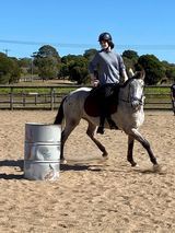 A rider on a grey horse barrels around a steel drum in a sandy arena under a blue sky.