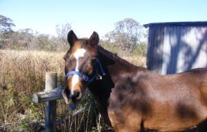 Brown horse with a white blaze, wearing a blue halter, stands near a wooden fence and shed, in a sunny field.
