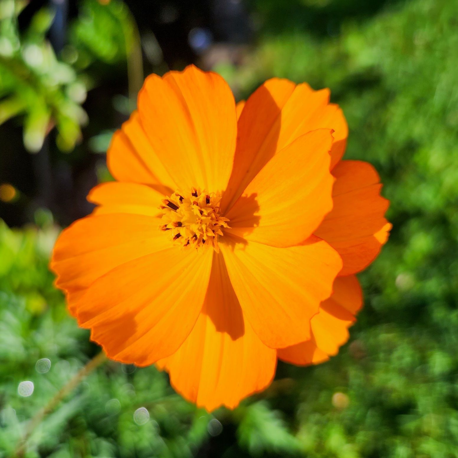 Closeup of a beautiful orange flower