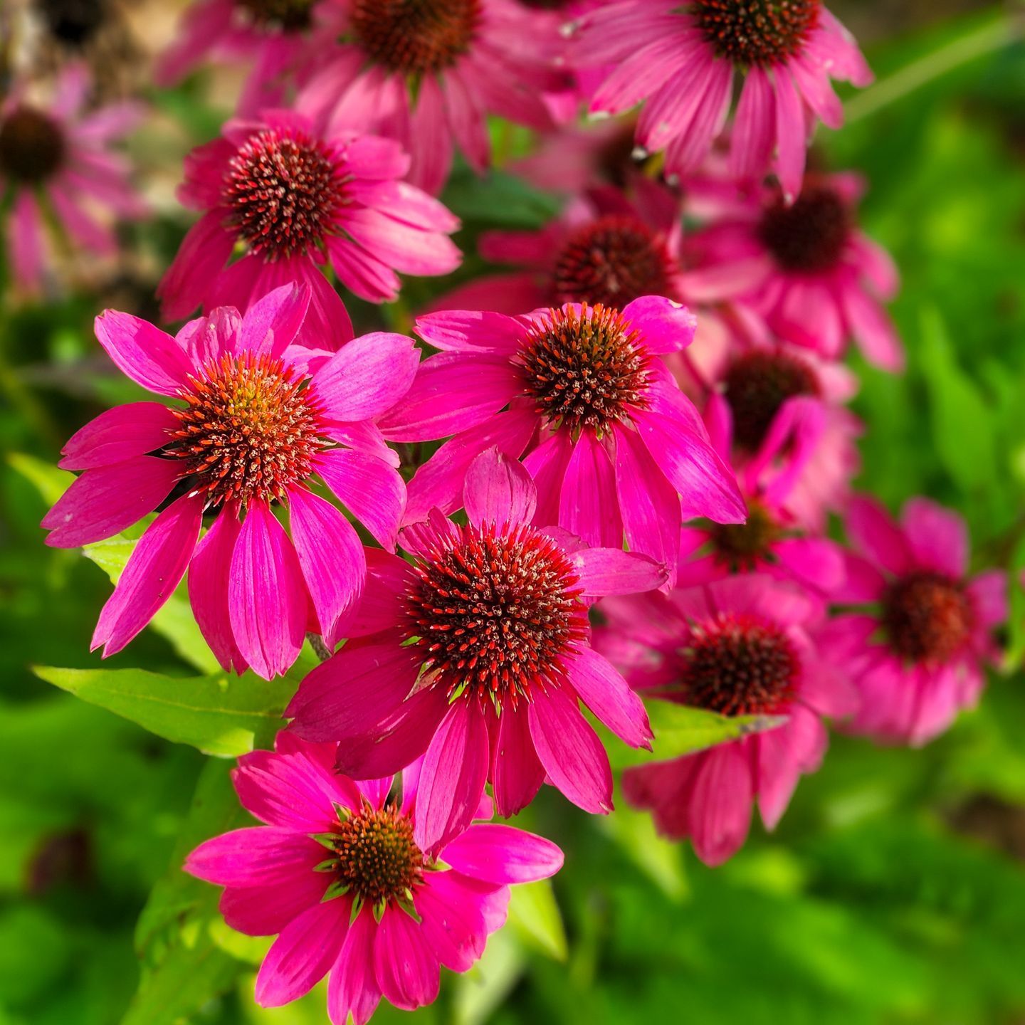 Closeup of a beautiful pink flower