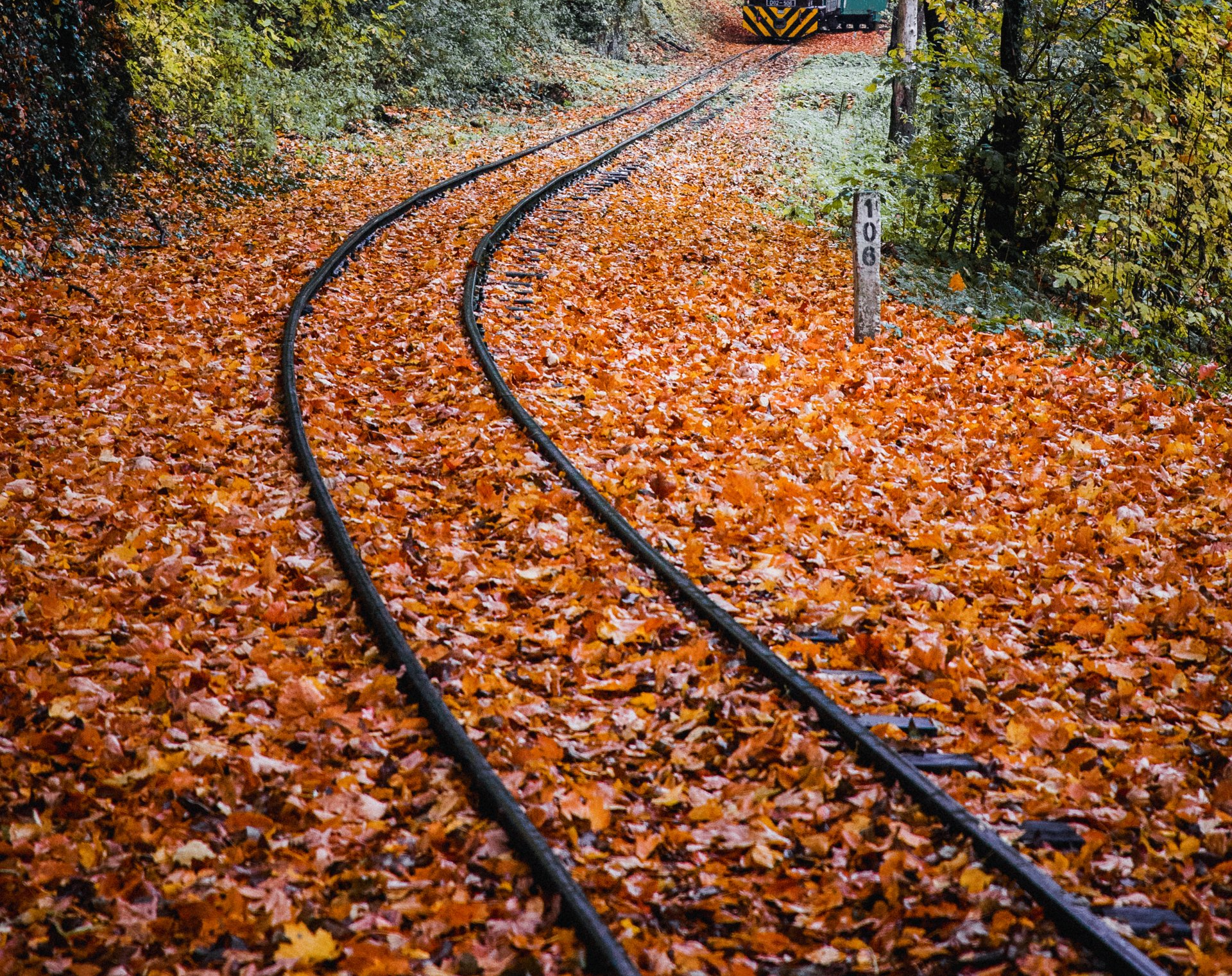 Closeup of old train tracks covered in fallen leaves.