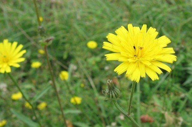 prato con fiori gialli