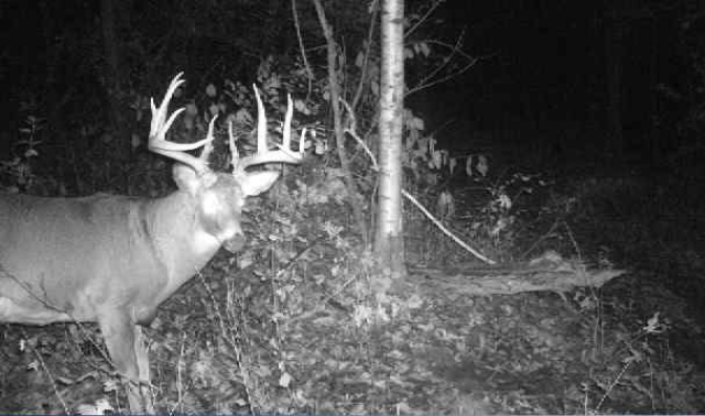 White-tailed deer buck with large antlers stands in a dark forest at night.