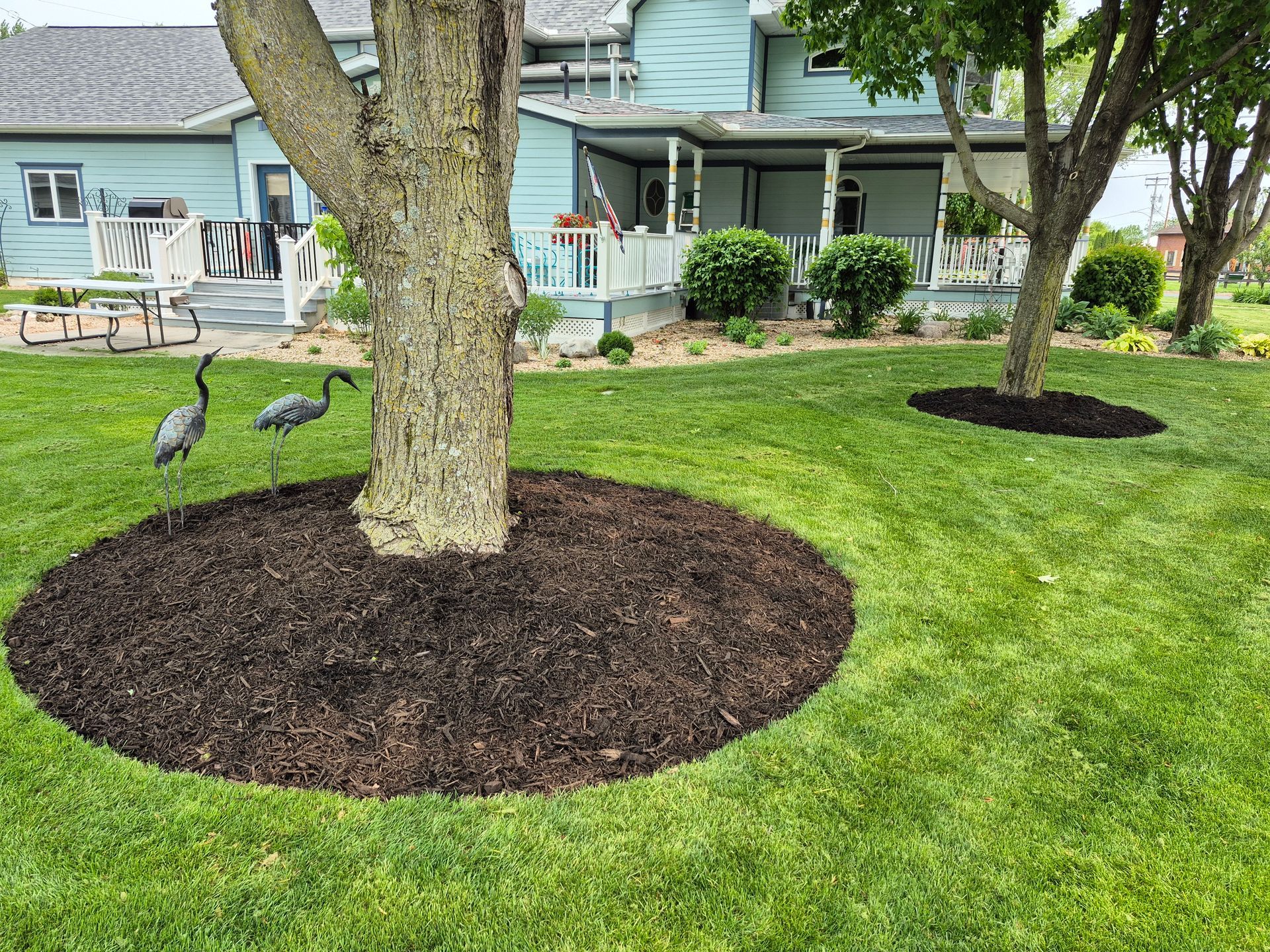 Lawn with trees mulched at base, house in background, two decorative bird statues near one tree.