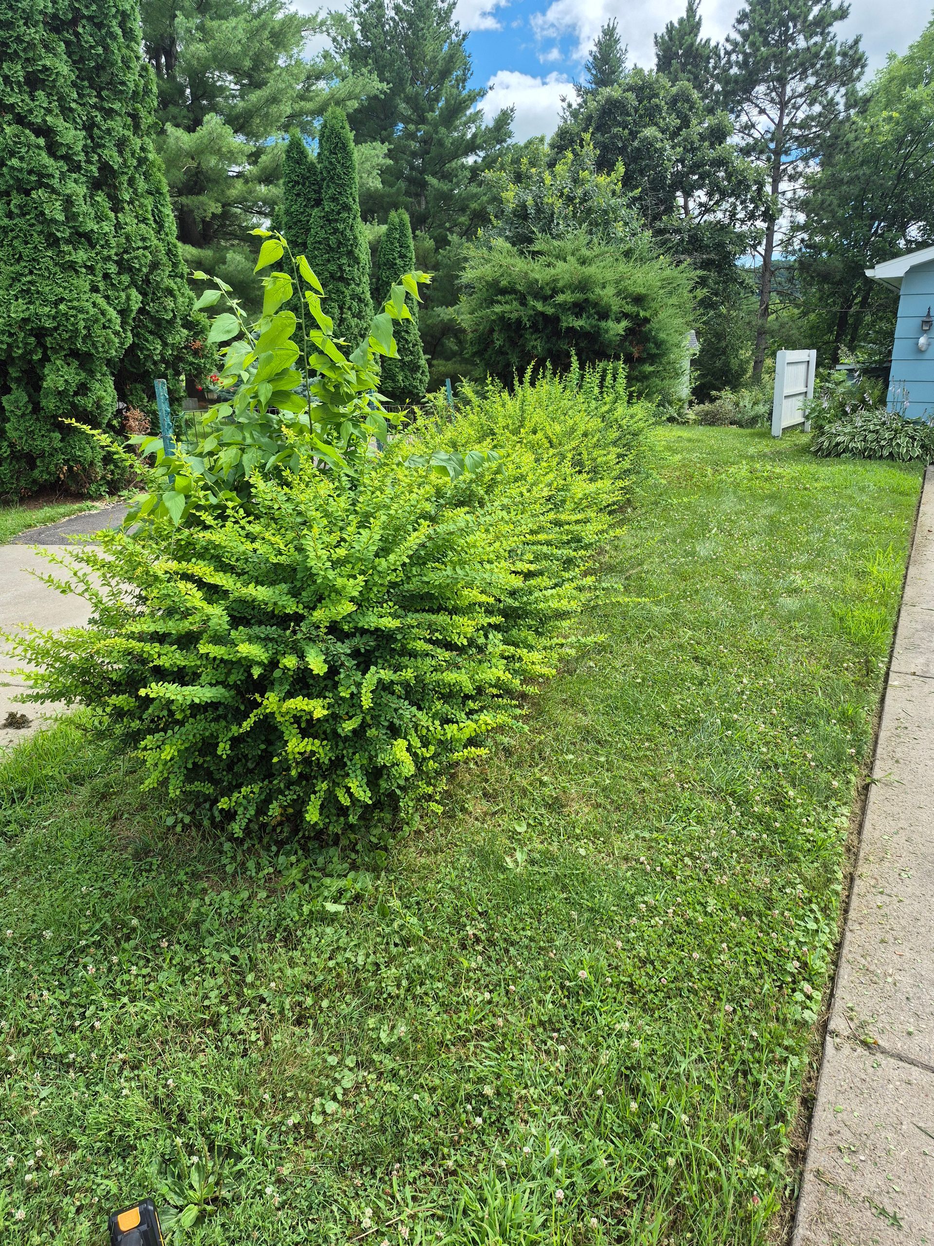 Green bushes and lawn bordering a sidewalk, with trees in the background. Bright sunny day.