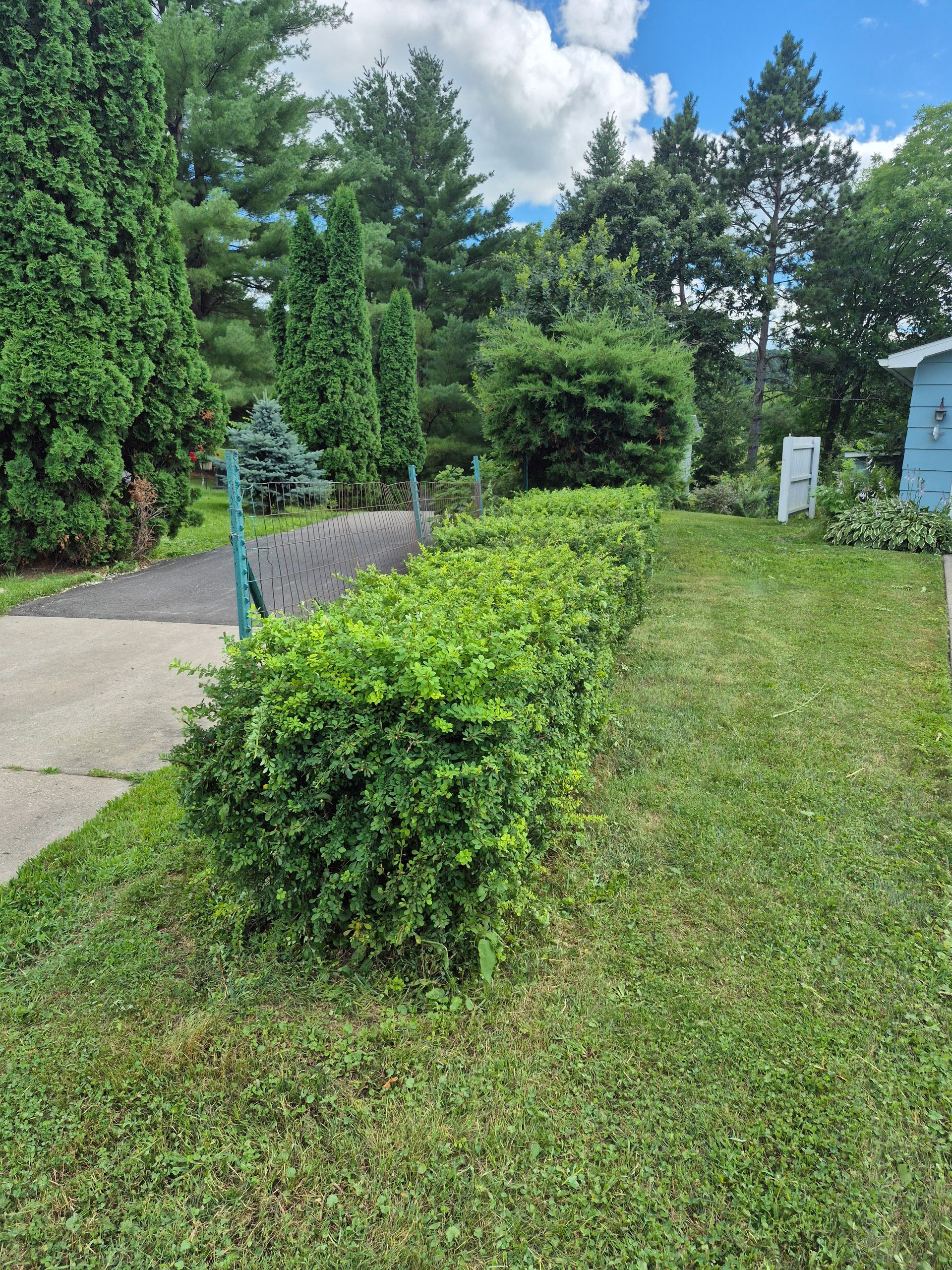 Green bushes line a yard with trimmed grass. Trees and a blue sky are in the background.