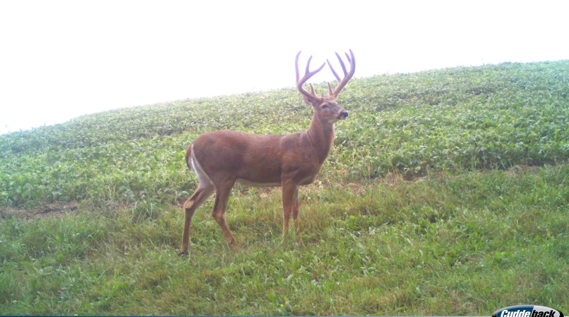 Large buck with impressive antlers standing in a food plot.